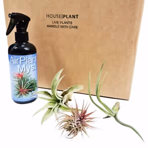 Air Plant | Mystery Box - Indoor Plant