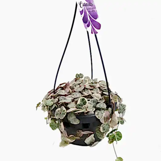 String Of Hearts | Variegated Marlies | Potted Houseplants