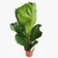 Fiddle Leaf Fig