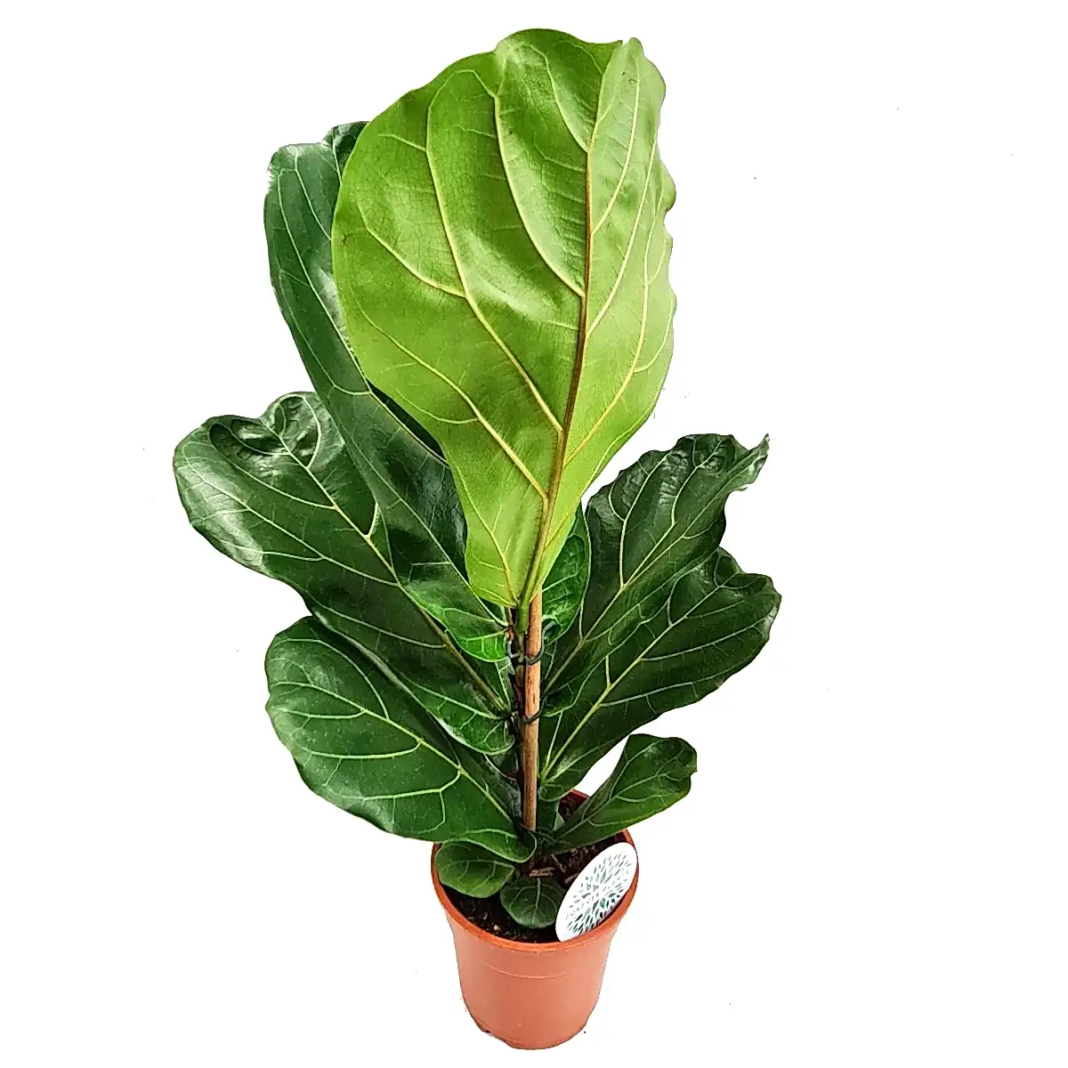 Fiddle Leaf Fig