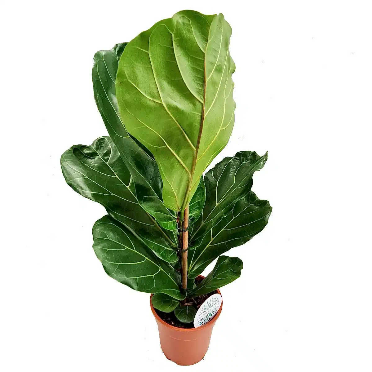Fiddle Leaf Fig