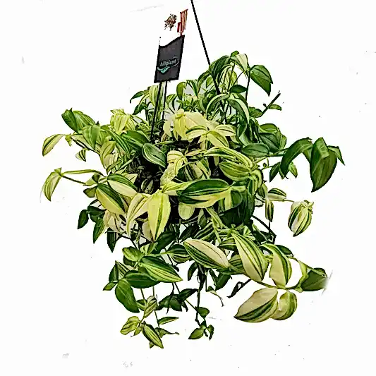 Wandering Dude | Yellow Hill | Potted Houseplants