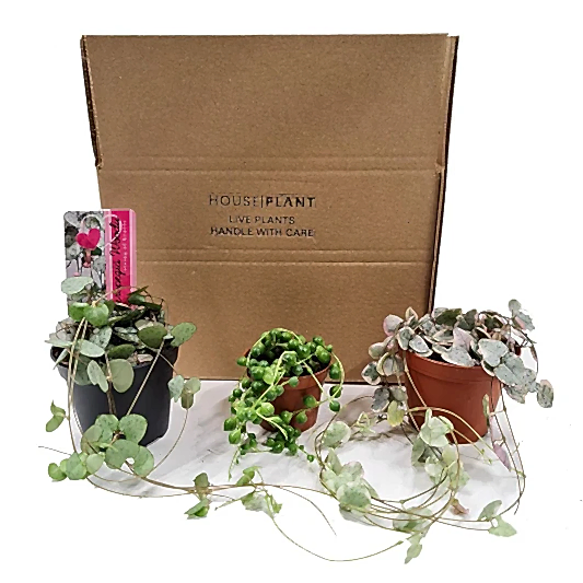 String Of Things | Mystery Box | Indoor Hanging Plants