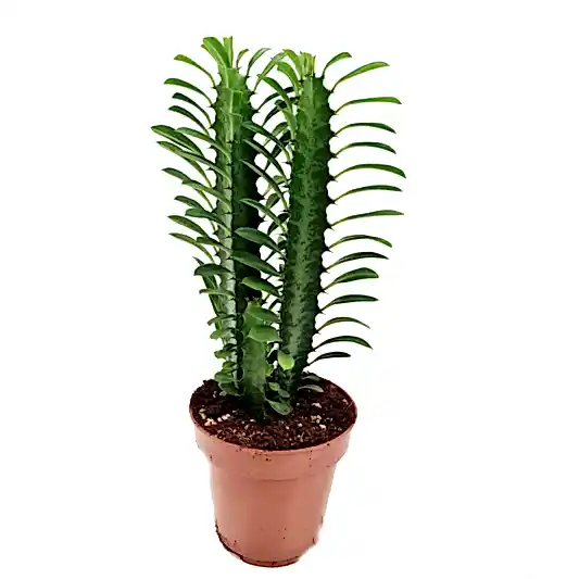 African Milk Tree | Green | Potted Houseplants
