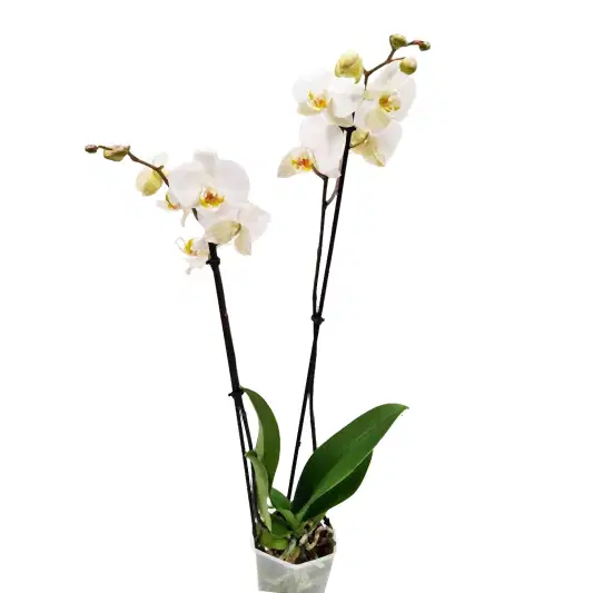 White Phalaenopsis Orchid | Dame Blanche | Potted Houseplants