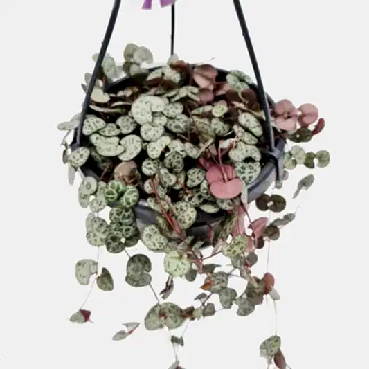 String Of Hearts | Woodii | Potted Houseplants