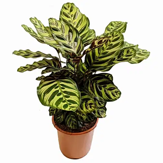 Peacock Plant | Makoyana | Potted Houseplants