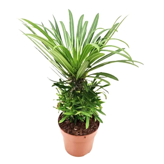 Madagascar Palm | Potted Houseplants
