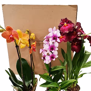 Orchid Lovers | Mystery Box - Indoor Plant
