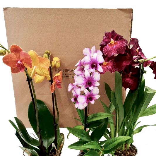 Orchid Lovers | Mystery Box | Pet Safe Plants