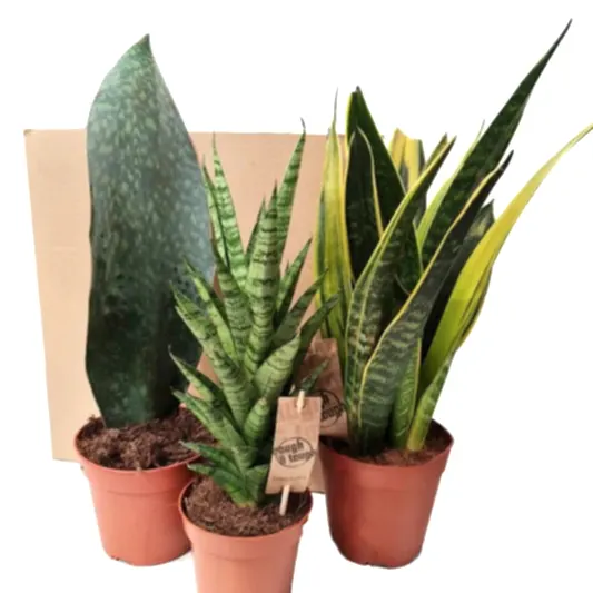 Snake Plant | Mystery Box | Perfect Plants for Under £50