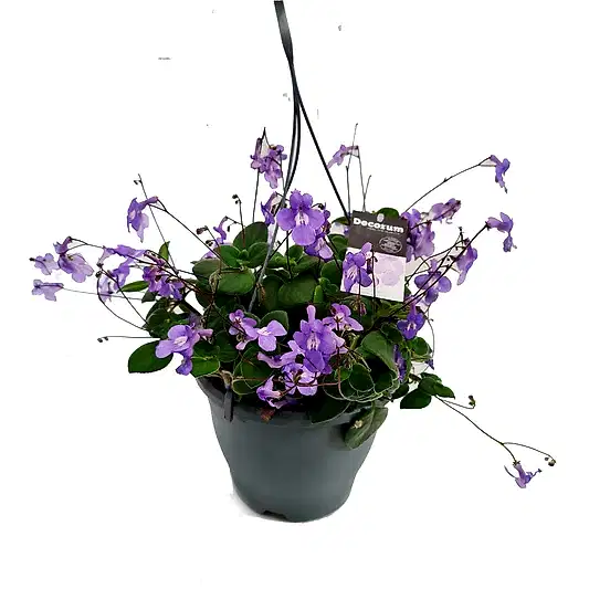 Cape Primrose | Hard To Find | Potted Houseplants