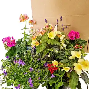 Gardener's Delight | Mystery Box - Indoor Plant