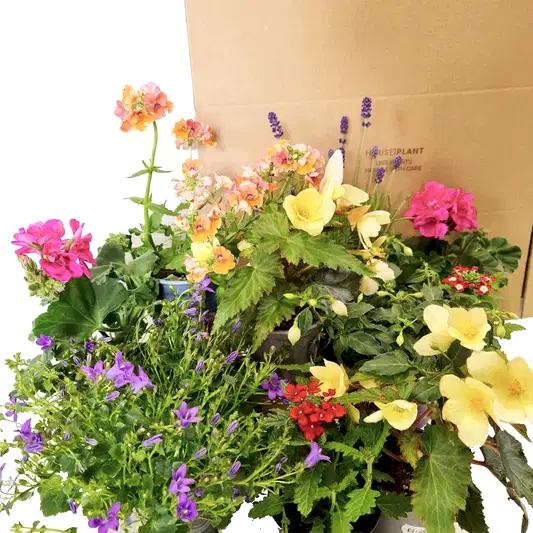 Gardener's Delight | Mystery Box | Mystery Plant Boxes
