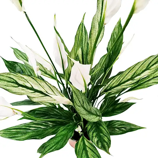 Variegated Peace Lily | Silver Cupido | 