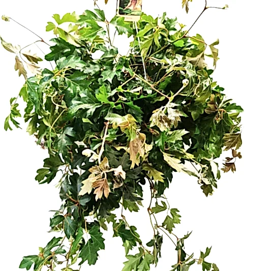 Grape Ivy | XL | Potted Houseplants