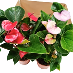 Flamingo | Mystery Box - Indoor Plant