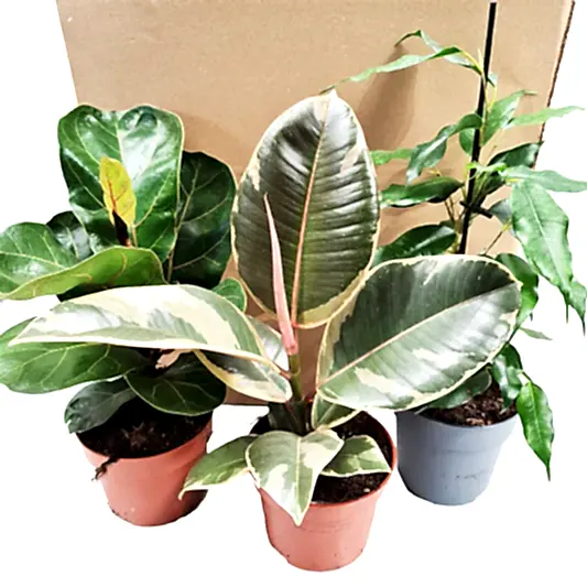 Ornamental Figs | Mystery Box | Ficus & Fig Plants