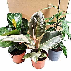 Ornamental Figs | Mystery Box - Indoor Plant