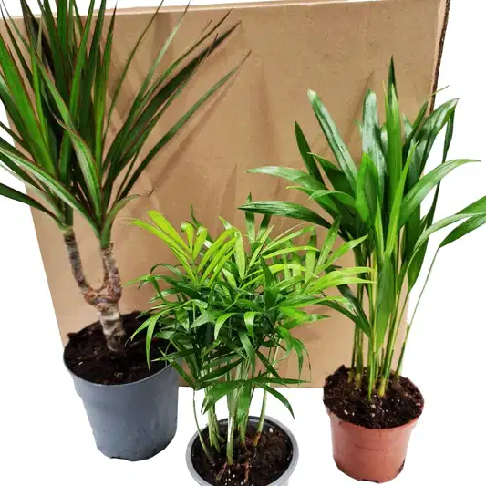 Palms | Mystery Box | 