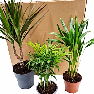 Palms | Mystery Box - Indoor Plant
