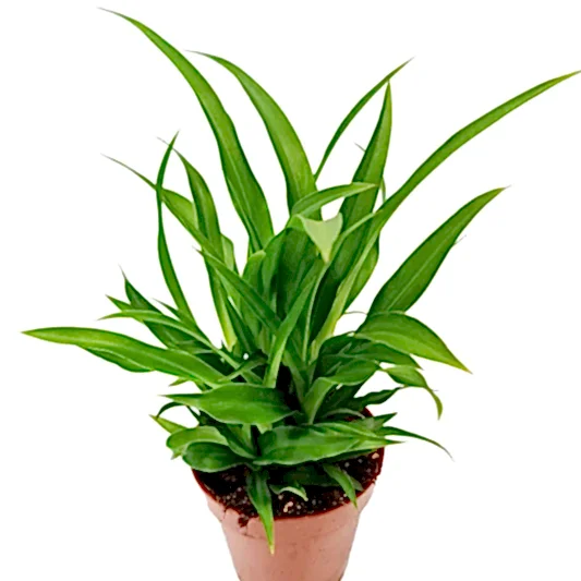 Spider Plant | Lemon | Potted Houseplants