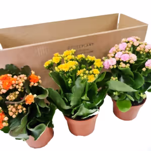 Flowering Kalanchoes | Mystery Box - Indoor Plant