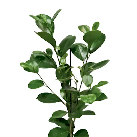 Laurel Fig | Moclame | Potted Houseplants