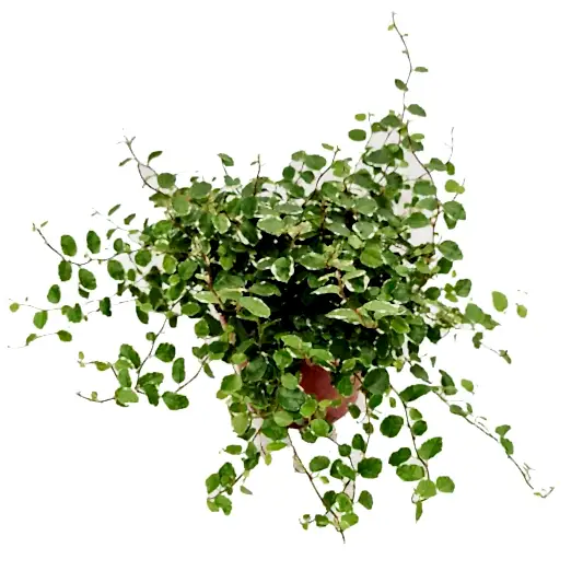 Creeping Fig | White Sunny | Potted Houseplants