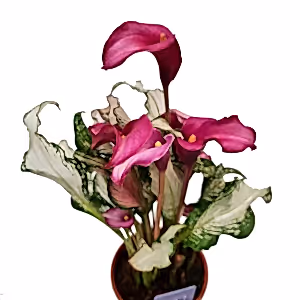 Calla Lily | Frozen Queen | Rare Plant - Indoor Plant