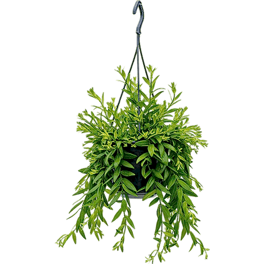 Lipstick Plant | Beautiful Japhrolepis | Potted Houseplants