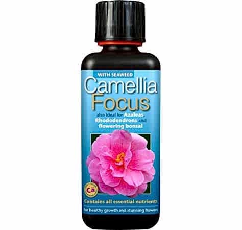 Camellia, Azalea & Rhododendron Focus 300ml  - Plant Food | Fertilizers