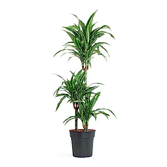 Palm | Ulises | Potted Houseplants