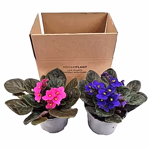 African Violet | Mystery Box - Indoor Plant