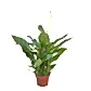 Peace Lily | Alana