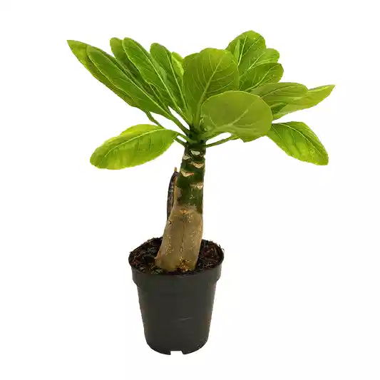 Hawaii Palm | Hard To Find | Potted Houseplants
