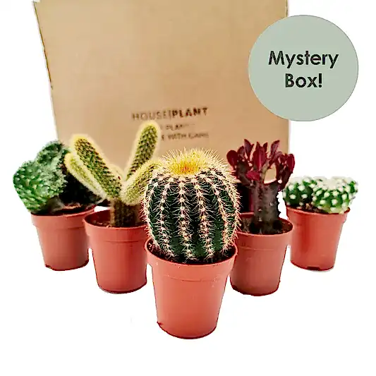 Cacti | Mystery Box | Perfect Plants for Under £50