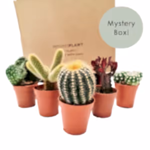 Cacti | Mystery Box - Indoor Plant
