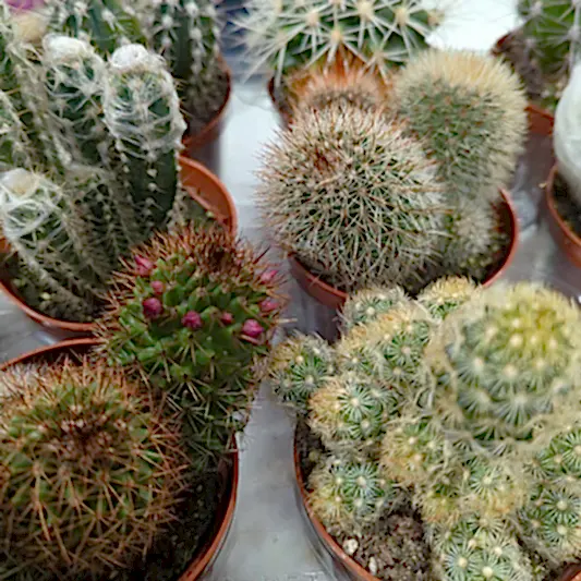 Cacti | Mystery Box | Potted Houseplants