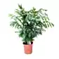 Parlour Palm