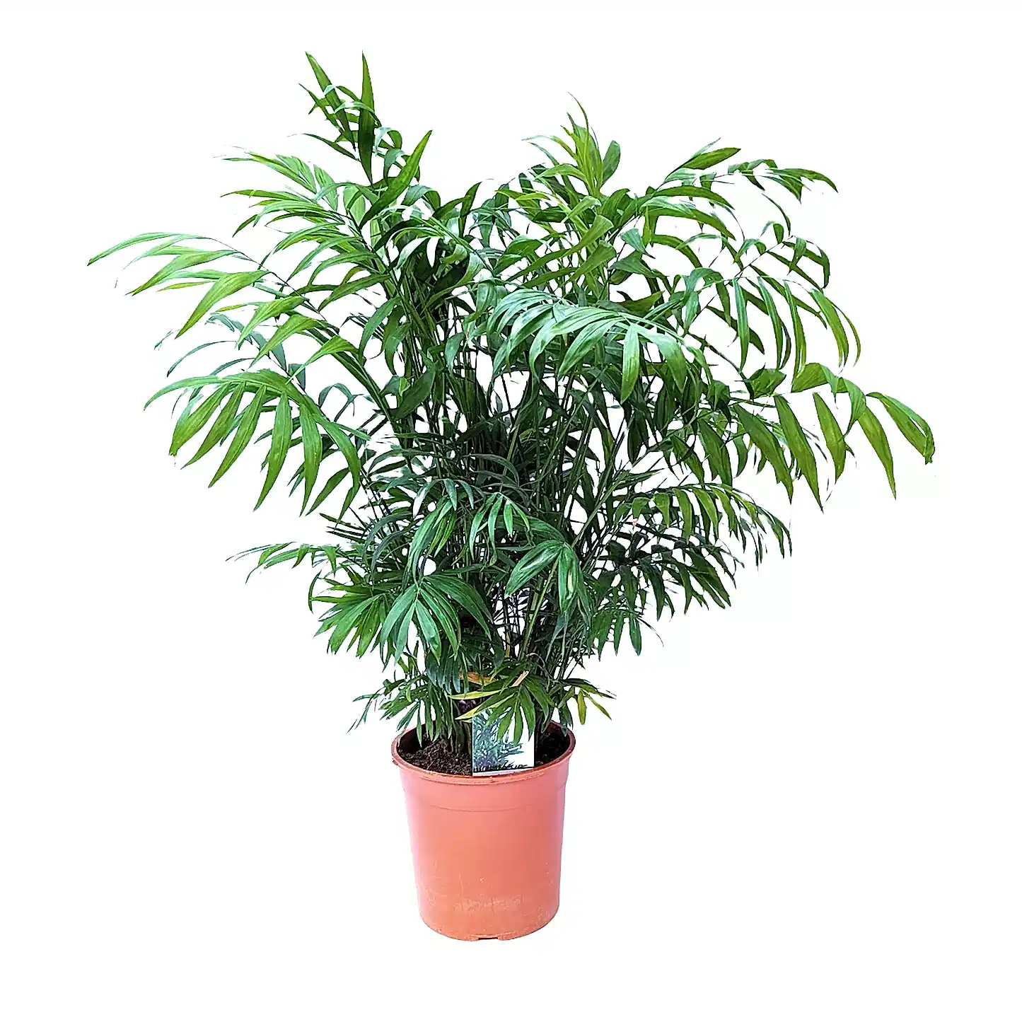 Parlour Palm