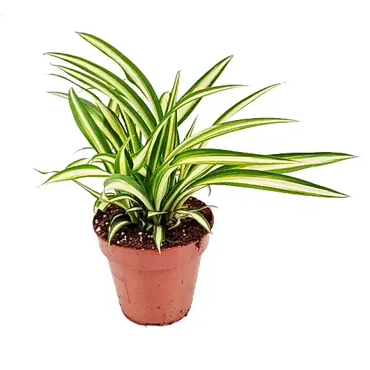 Spider Plant | Atlantic | Potted Houseplants