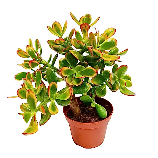 Money Plant | Sunset | Potted Houseplants