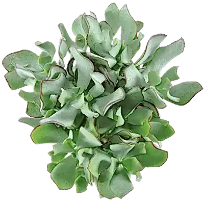 Curly Silver Dollar Plant | Potted Houseplants