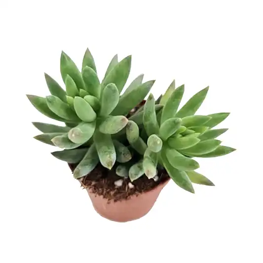 Donkey's Tail | Morgan | Potted Houseplants