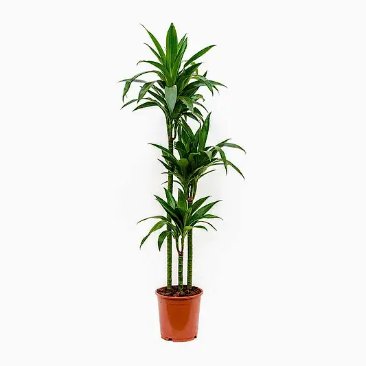 Palm | Janet Craig | Potted Houseplants
