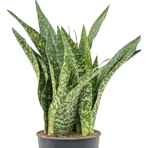 Snake Plant | Dragon | Rare Find | Potted Houseplants