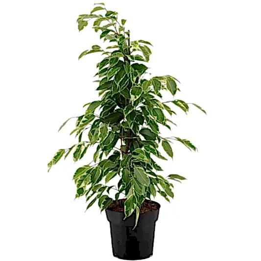 Weeping Fig | Golden King | Potted Houseplants