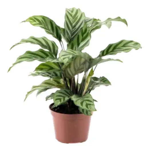 Prayer Plant | Freddie | Potted Houseplants