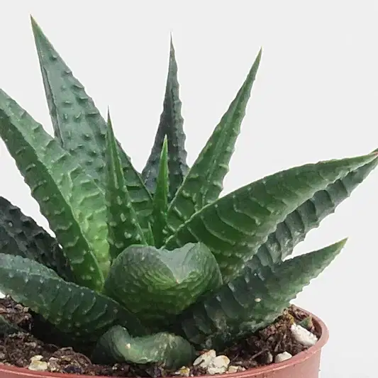 Zebra Cactus | Limafolia | Potted Houseplants